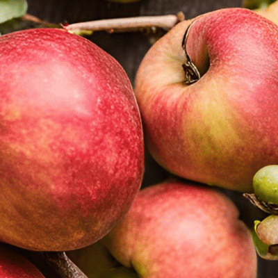 Learn to Make Cider: A Step-by-Step Guide