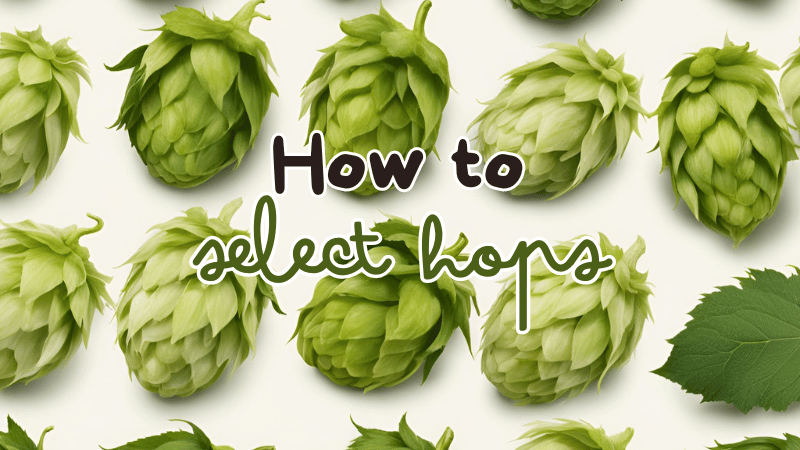 A variety of different hops in the background with the caption "How to Select Hops".