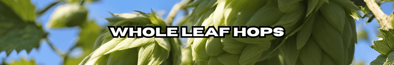 Close up image of ripe hops on the bines, ready to be harvested and used in beer making. The text title reads, "Whole Leaf Hops".