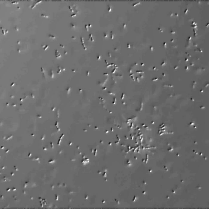 Wyeast 4221 Ey2d malolactic bacteria pouch for home winemaking.