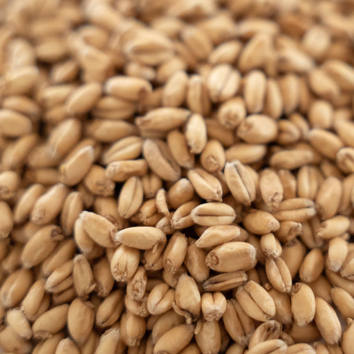Rahr Extra Pale White Wheat Malt kernels