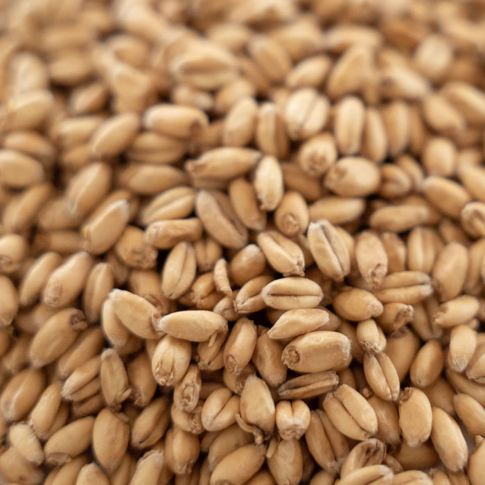 Rahr Extra Pale White Wheat Malt kernels