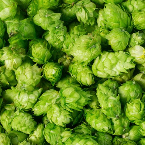 A close up view of Citra Hops in whole cone form, perfect for brewing.