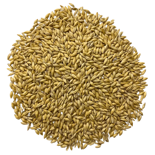 Admiral Maltings California Spirit Distiller's Malt – Top-Down View Showing Overall Grain Color