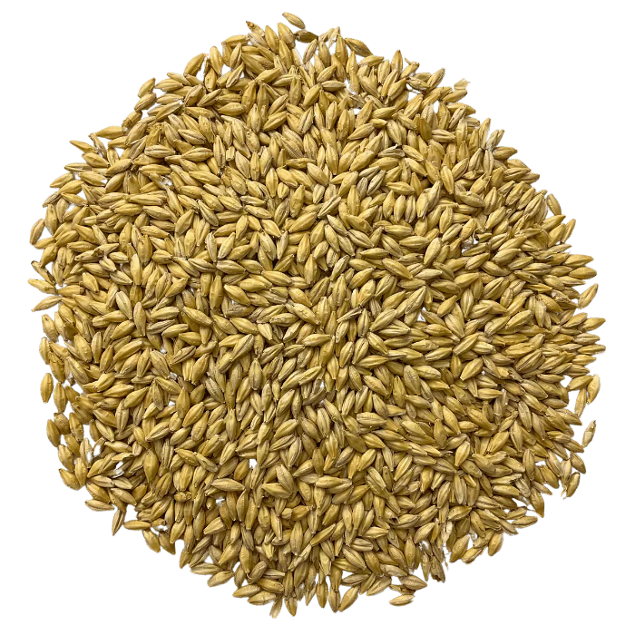 Admiral Maltings California Spirit Distiller's Malt – Top-Down View Showing Overall Grain Color