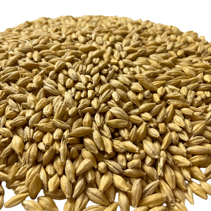 Admiral Maltings California Spirit Distiller's Malt – Close-up View Showing Grain Texture and Color