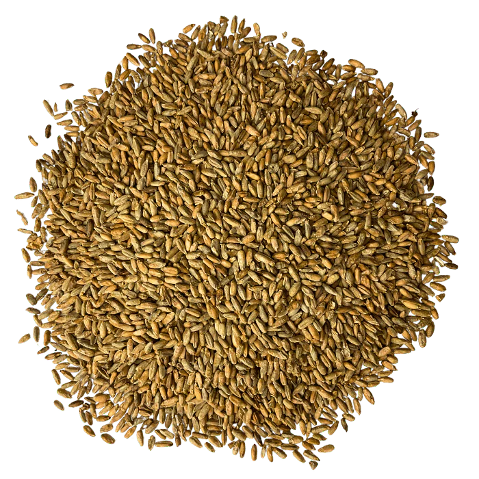 Admiral Maltings Admiral Capay Rye California-Grown Rye Malt – Top-Down View Showing Overall Grain Color