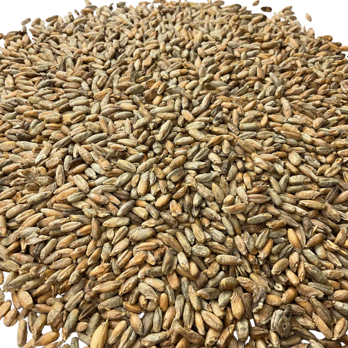 Admiral Maltings Admiral Capay Rye California-Grown Rye Malt – Close Up View Showing Grain Detail and Color