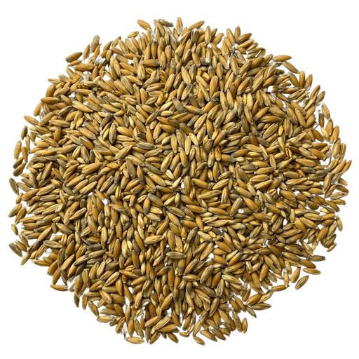 Admiral Maltings Admiral Clipper Oats California-Grown Oat Malt – Top-Down View Showing Overall Grain Color