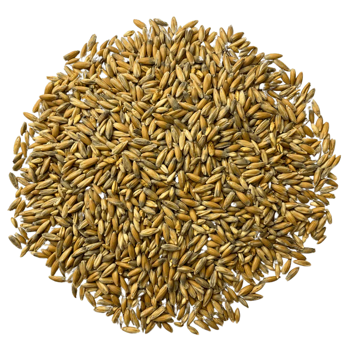 Admiral Maltings Admiral Clipper Oats California-Grown Oat Malt – Top-Down View Showing Overall Grain Color