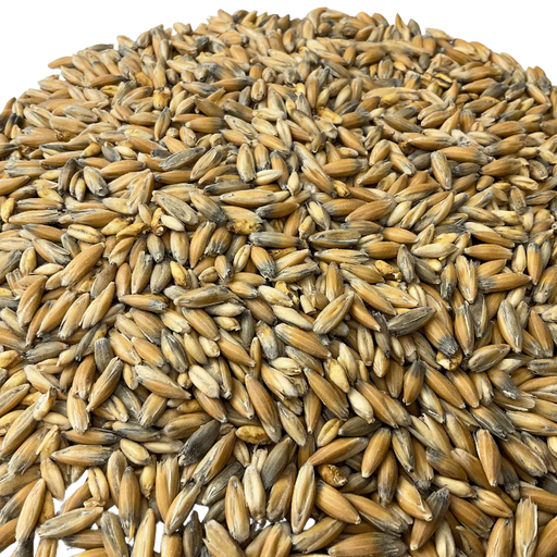 Admiral Maltings Admiral Clipper Oats California-Grown Oat Malt – Close-up View Showing Grain Color and Texture