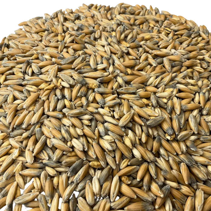 Admiral Maltings Admiral Clipper Oats California-Grown Oat Malt – Close-up View Showing Grain Color and Texture