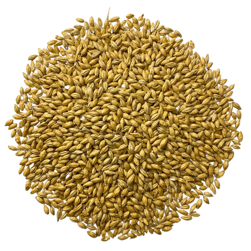 Admiral Maltings Admiral Feldblume Malt California-Grown 2-Row Malt – Top-Down View Showing Overall Grain Color