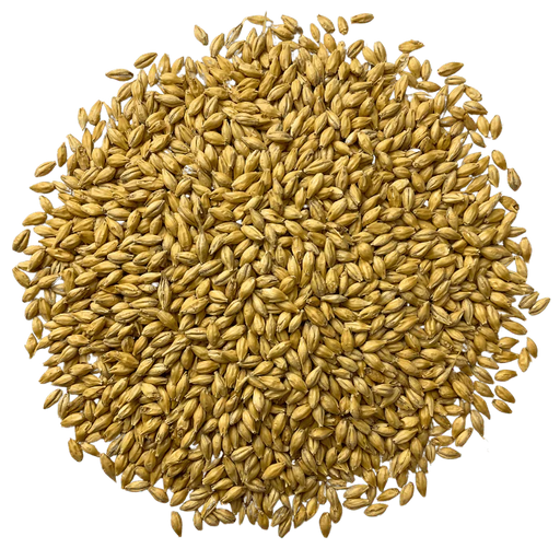 Admiral Maltings Admiral Gallagher's Best California-Grown Pale Ale Malt – Top-Down View Showing Overall Grain Color