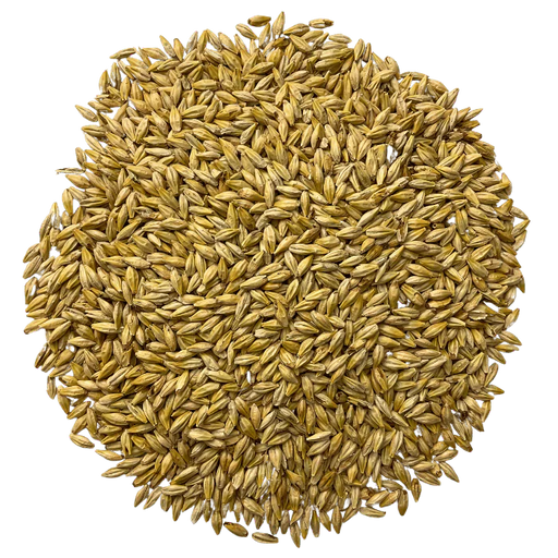 Admiral Maltings Admiral Hearth California-Grown Organic Munich Malt – Top-Down View Showing Overall Grain Color