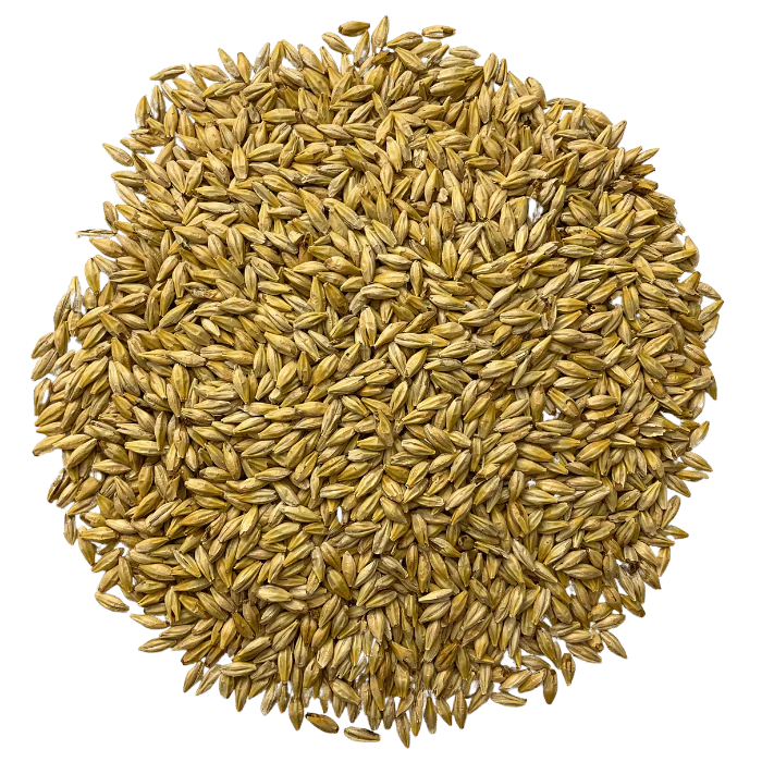 Admiral Maltings Admiral Hearth California-Grown Organic Munich Malt – Top-Down View Showing Overall Grain Color