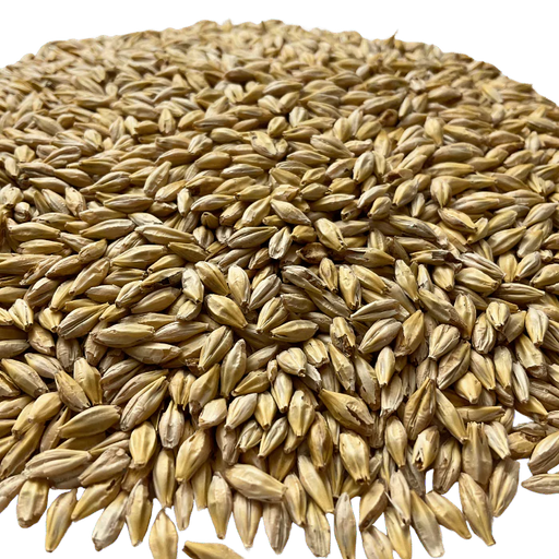 Admiral Maltings Admiral Hearth California-Grown Organic Munich Malt – Close-up View Showing Grain Color and Texture