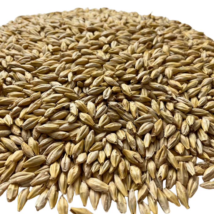 Admiral Maltings Admiral Hearth California-Grown Organic Munich Malt – Close-up View Showing Grain Color and Texture