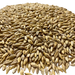 Admiral Maltings Admiral Hearth California-Grown Organic Munich Malt – Close-up View Showing Grain Color and Texture