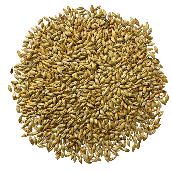 Admiral Maltings Admiral Kilnsmith California-Grown Organic Caramel Malt – Top-Down View Showing Overall Grain Color