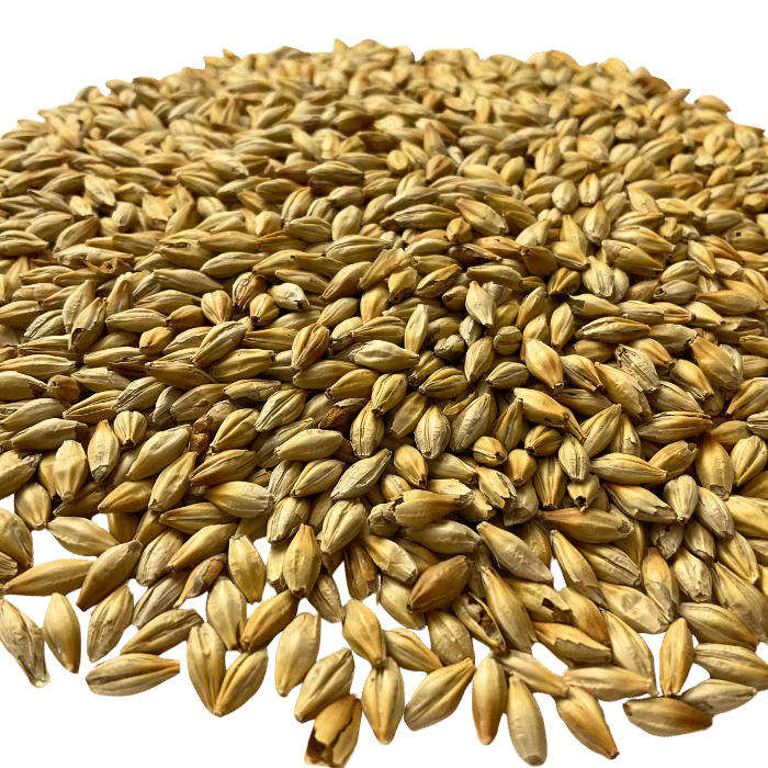 Admiral Maltings Admiral Kilnsmith California-Grown Organic Caramel Malt – Close-up View Showing Grain Color and Texture