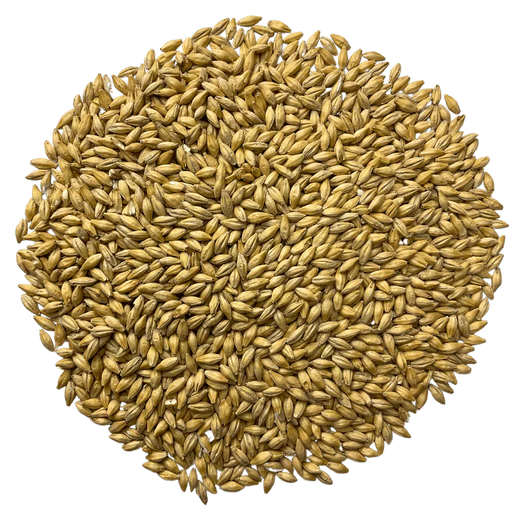 Admiral Maltings Admiral Maiden Voyage Malt California-Grown Pale Ale – Top-Down View Showing Overall Grain Color