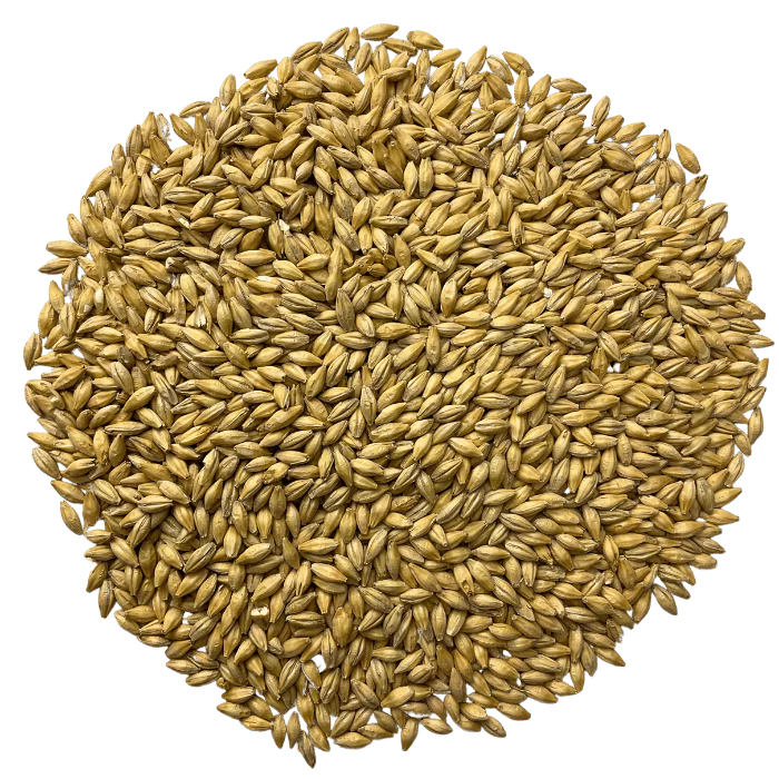 Admiral Maltings Admiral Maiden Voyage Malt California-Grown Pale Ale – Top-Down View Showing Overall Grain Color