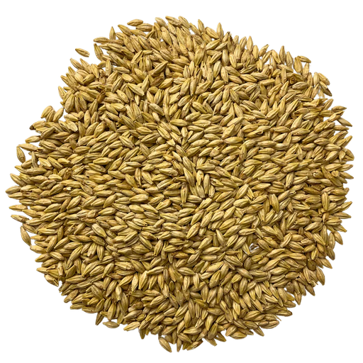 Admiral Maltings Admiral Midway Malt California-Grown Organic Munich Barley – Top-Down View Showing Overall Grain Color