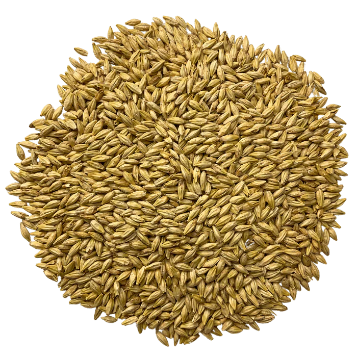 Admiral Maltings Admiral Midway Malt California-Grown Organic Munich Barley – Top-Down View Showing Overall Grain Color