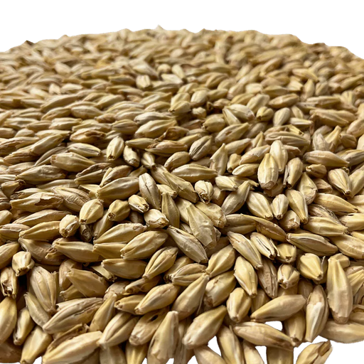 Admiral Maltings Admiral Midway Malt California-Grown Organic Munich Barley – Close-up View Showing Overall Grain Color