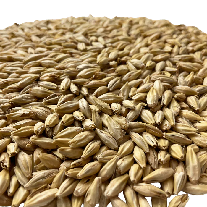 Admiral Maltings Admiral Midway Malt California-Grown Organic Munich Barley – Close-up View Showing Overall Grain Color