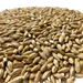 Admiral Maltings Admiral Midway Malt California-Grown Organic Munich Barley – Close-up View Showing Overall Grain Color