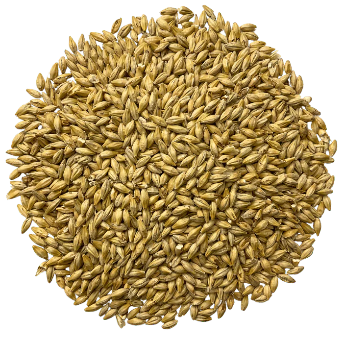 Admiral Maltings Admiral Pacific Victor Malt California-Grown Vienna-Style – Top-Down View Showing Overall Grain Color