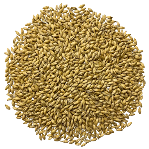 Admiral Maltings Admiral Pils Malt California-Grown Pilsner Barley – Top-Down View Showing Overall Grain Color