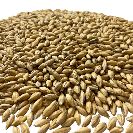 Admiral Maltings Admiral Pils Malt California-Grown Pilsner Barley – Close-up View Showing Grain Color and Texture