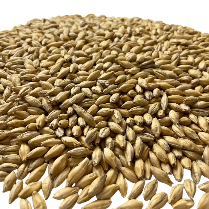 Admiral Maltings Admiral Pils Malt California-Grown Pilsner Barley – Close-up View Showing Grain Color and Texture