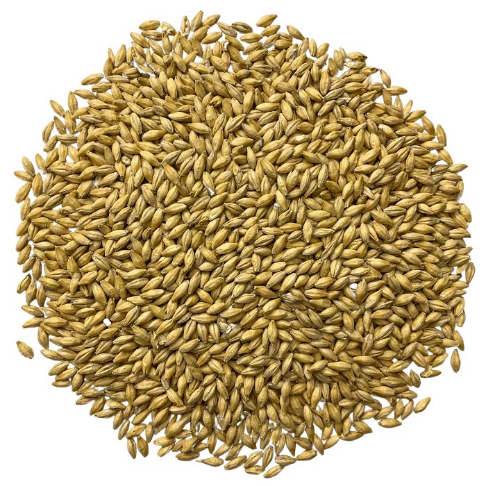 Admiral Maltings Admiral Pils Malt California-Grown Organic Pilsner Barley – Top-Down View Showing Overall Grain Color