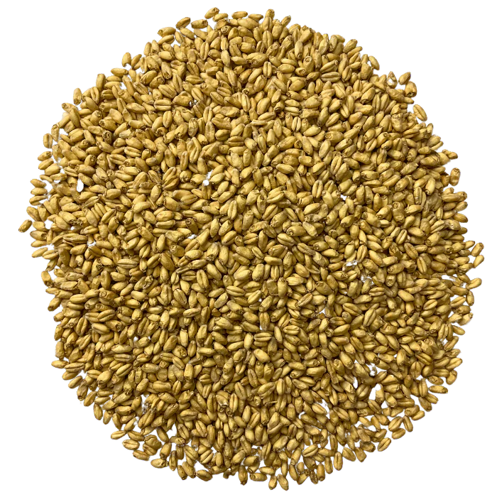 Admiral Maltings Admiral Yolo Gold Malt California-Grown Wheat – Top-Down View Showing Overall Grain Color