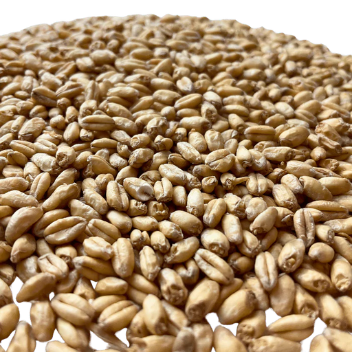 Admiral Maltings Admiral Yolo Gold Malt California-Grown Wheat – Close-up View Showing Grain Color and Texture