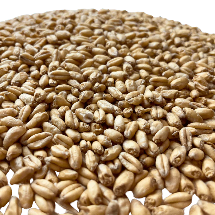 Admiral Maltings Admiral Yolo Gold Malt California-Grown Wheat – Close-up View Showing Grain Color and Texture