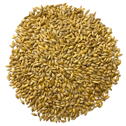 BestMalz Acidulated Malt for reducing mash pH to improve enzyme activity – Top-Down View Showing Overall Grain Color