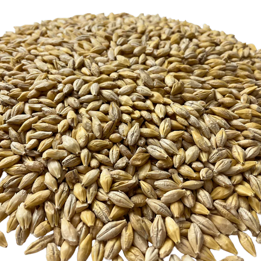 BestMalz Acidulated Malt for reducing mash pH to improve enzyme activity – Close-up View Showing Grain Color and Texture