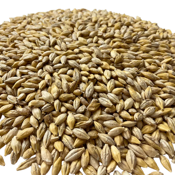 BestMalz Acidulated Malt for reducing mash pH to improve enzyme activity – Close-up View Showing Grain Color and Texture