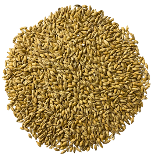 BestMalz Chit Malt for Enhanced Head Stability & Body – Top-Down View Showing Overall Grain Color