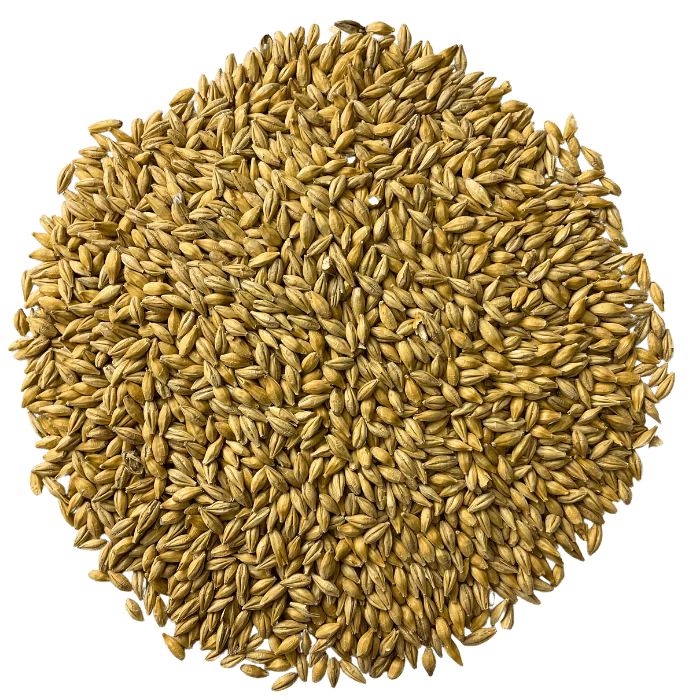 BestMalz Chit Malt for Enhanced Head Stability & Body – Top-Down View Showing Overall Grain Color