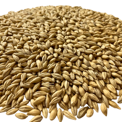 BestMalz Chit Malt for Enhanced Head Stability & Body – Close-up View Showing Grain Color and Texture