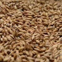 Briess Briess Aromatic Munich Malt (20L) – Top-Down View Showing Overall Grain Color