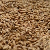 Circular pile of American Bonlander Munich Malted Barley from Briess