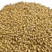 Image of Briess Goldpils® Vienna Malt for brewing beer, detailed view of grain.