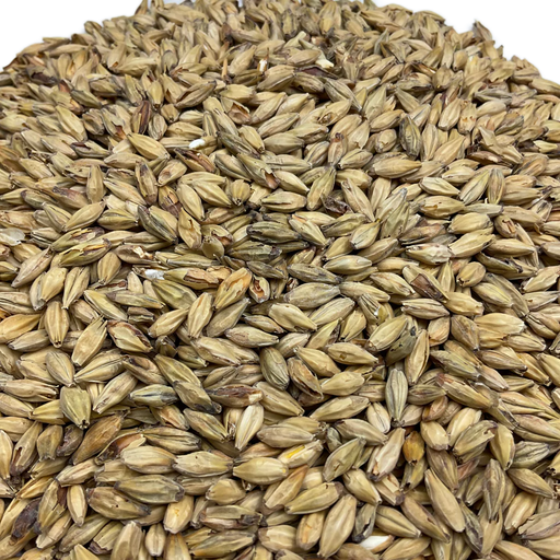 Gambrinus Gambrinus Honey Malt – Close-Up View Showing Detailed Grain Texture